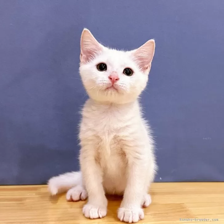 ID：2405-03356の子猫