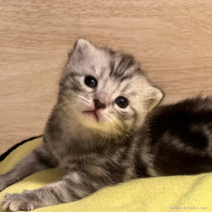 ID：2405-00045の子猫