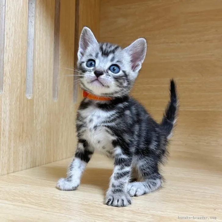 ID:2304-00418の子猫