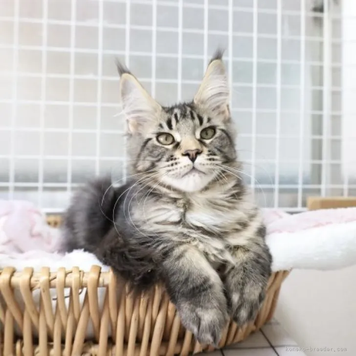 ID：2303-02037の子猫