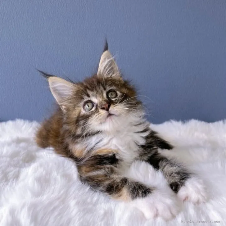 ID：2308-00889の子猫