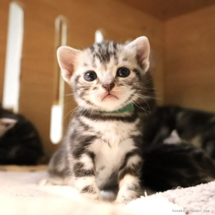 ID：2304-00420の子猫