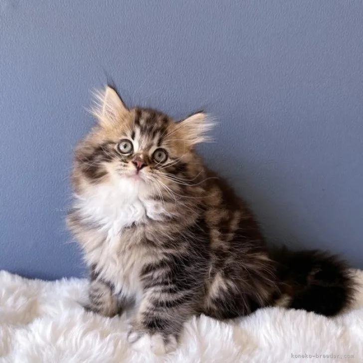 ID：2309-01437の子猫