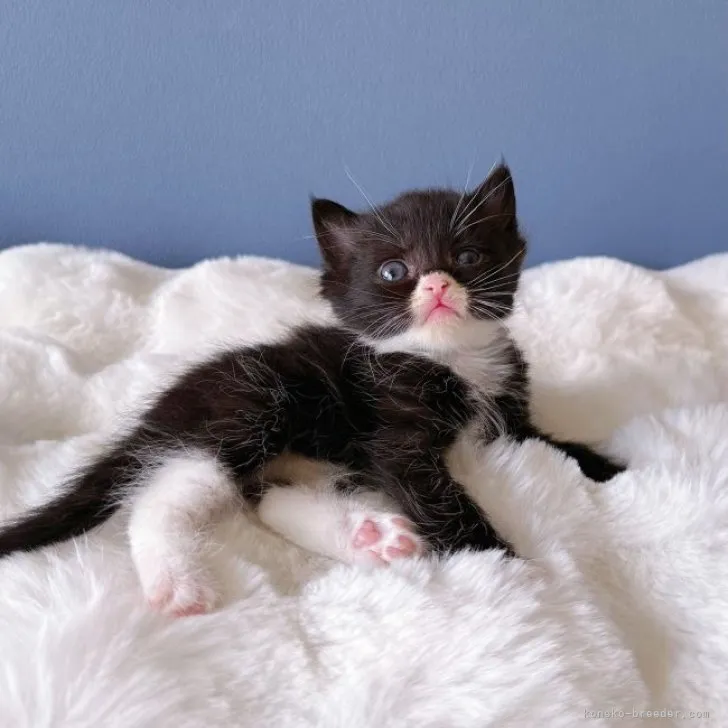 ID：2310-02290の子猫