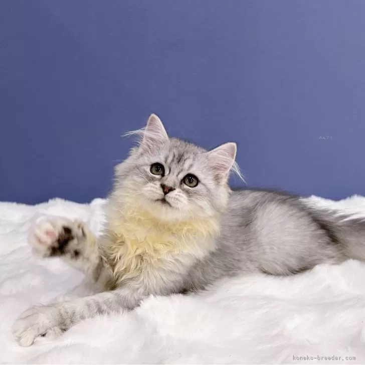 ID：2408-02074の子猫