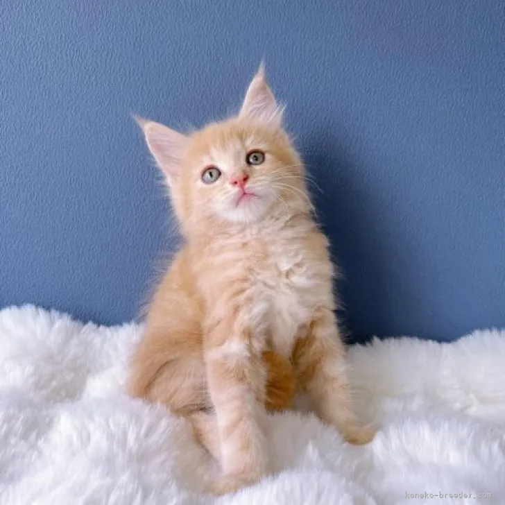 ID：2308-00884の子猫