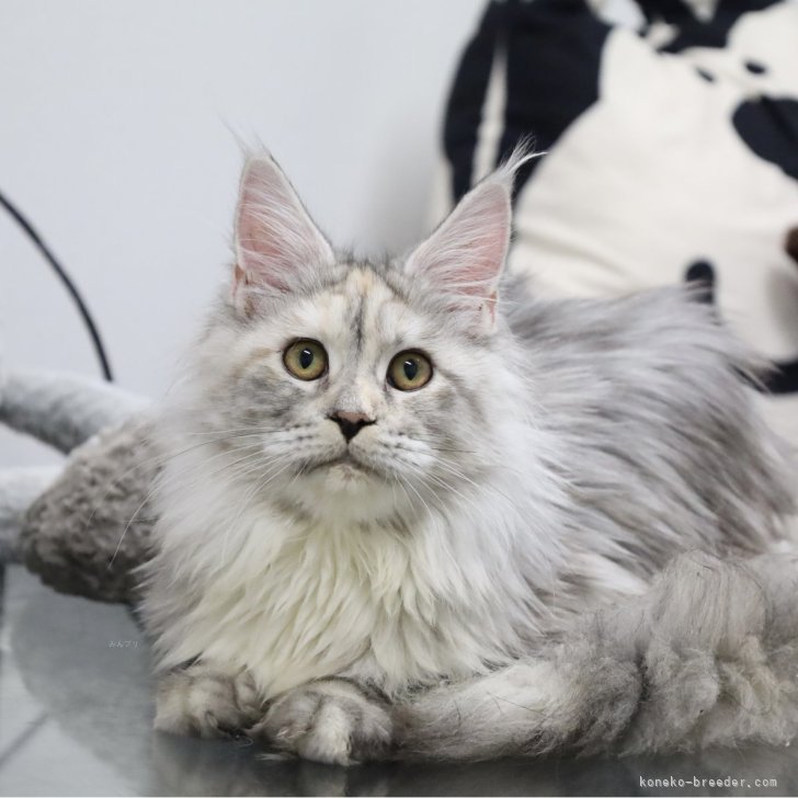 バヌアツ 5バツ メインクーン猫 2015年 バヌアツ 5 Vatu メインクーン猫 2015年 コイン Yahoo