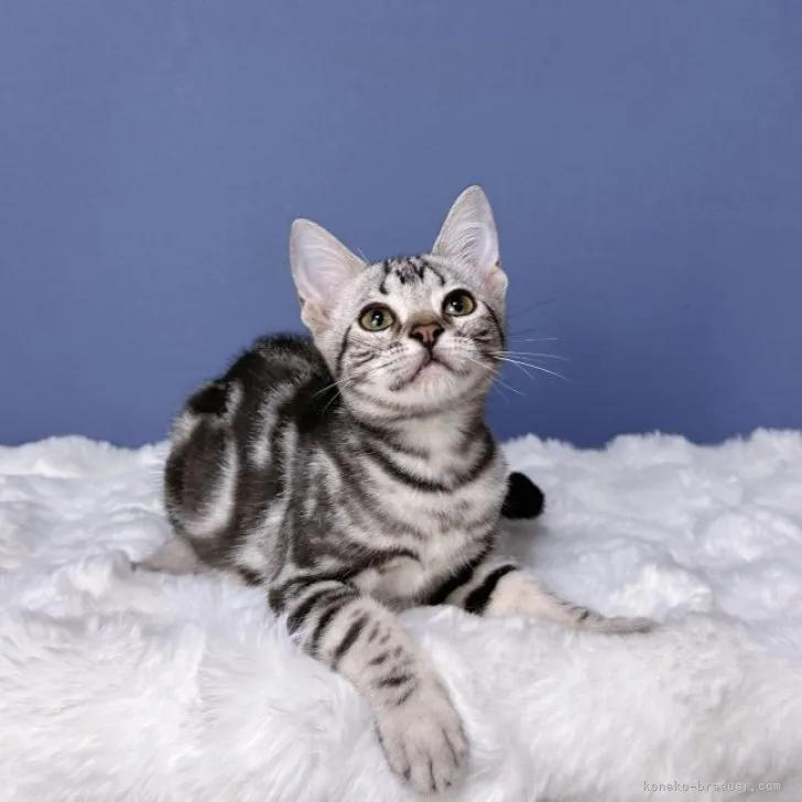 ID：2308-02958の子猫
