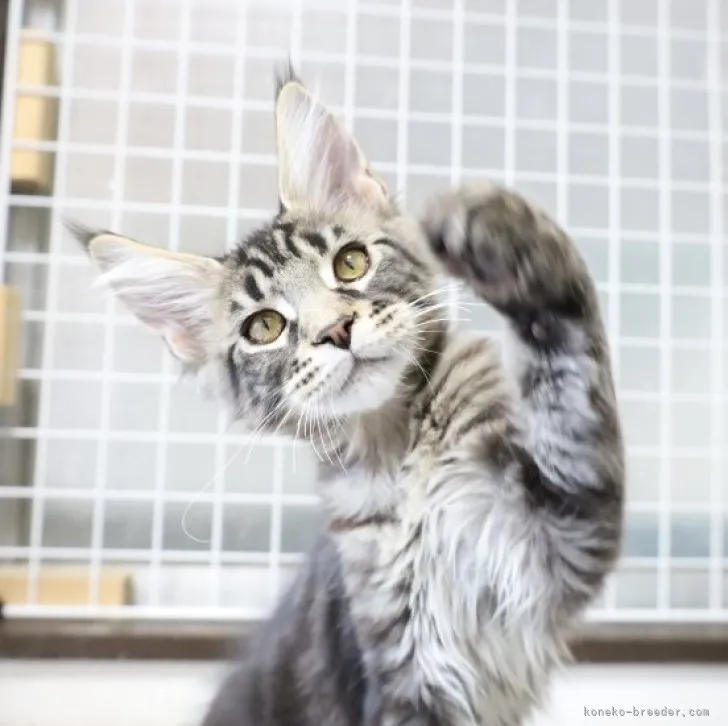 ID：2303-02033の子猫