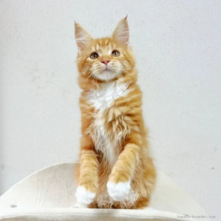 ID:2305-03573の子猫