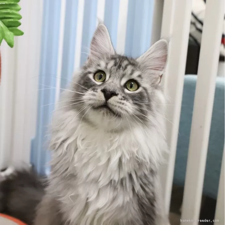 ID:2409-01766の子猫