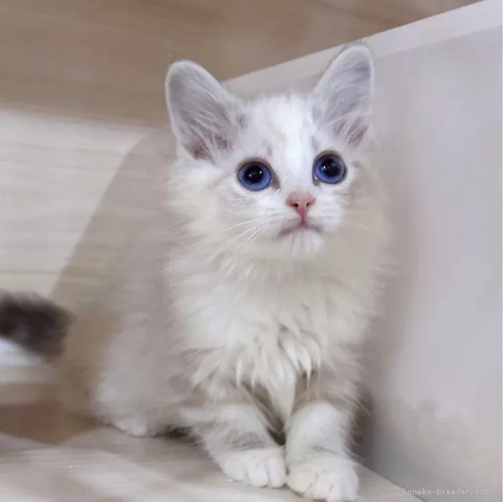 ID：2403-02336の子猫