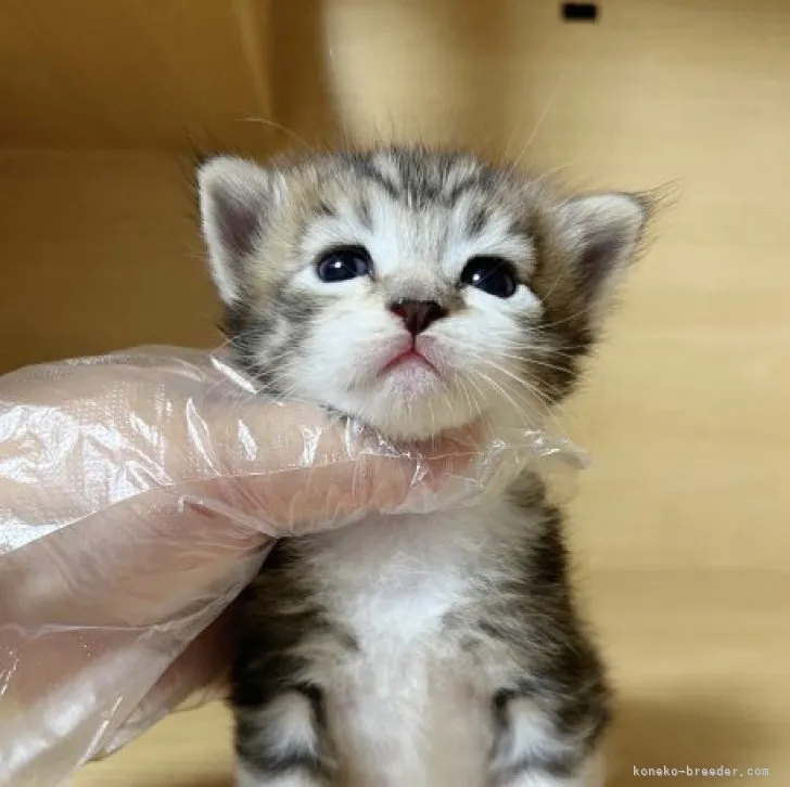 ID：2306-03393の子猫