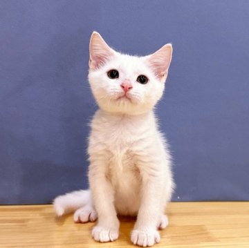 アメリカンショートヘア【東京都・男の子・2024年4月13日・ホワイト】の写真「お盆休キャンペーン🎉真っ白の子」