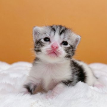 アメリカンショートヘア【東京都・女の子・2024年1月6日・シルバータビー&ホワイト】の写真「６匹の1️⃣
可愛い美人ちゃん
完璧な色分け🥰」