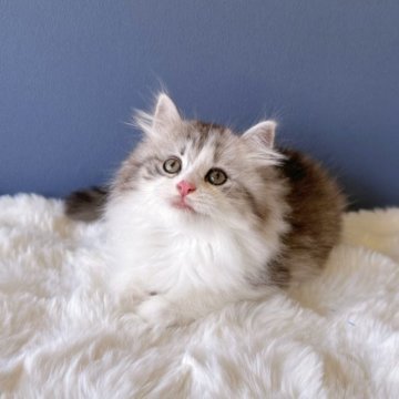 サイベリアン【東京都・女の子・2023年7月10日・シルバータビー&ホワイト】の写真「ふわふわ可愛いお嬢様🩷ピンクの肉球🧬遺伝子クリア」