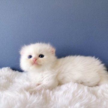 アメリカンカール【東京都・女の子・2023年8月22日・ホワイト】の写真「真っ白の長毛🩵ブルー目が大きい😍可愛い巻耳」