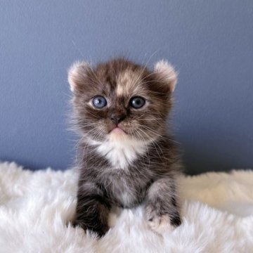 アメリカンカール【東京都・女の子・2023年8月22日・キャリコ】の写真「特別な三毛色🩵耳がしっかりカール、顔まん丸」