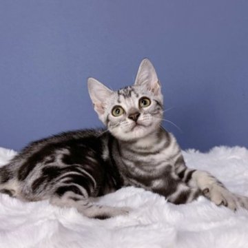 アメリカンショートヘア【東京都・男の子・2023年6月15日・シルバータビー】の写真「笑ってる☺️可愛いスマイル
全額表示·カード🉑」