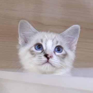 サイベリアン【東京都・男の子・2024年2月13日・ブルーリンクス&ホワイト】の写真「GW特別価格💥白い手袋可愛い男の子👦🏻」