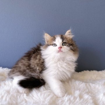 サイベリアン【東京都・女の子・2023年7月10日・ブラウンタビー&ホワイト】の写真「ふわふわ可愛い❤️
顔がまん丸🧬遺伝子クリア」