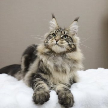 メインクーン【東京都・男の子・2023年12月28日・ブラウンタビー】の写真「🎃外産血統🐯CFA Best Kitten賞」