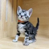 アメリカンショートヘア【東京都・男の子・2023年3月10日・シルバークラシックタビー】の写真1「生後37日」