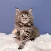 メインクーン【東京都・女の子・2023年10月15日・ブルークリームタビー】の写真1