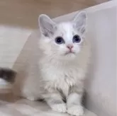 サイベリアン【東京都・女の子・2024年2月13日・ブルーリンクス&ホワイト】の写真1