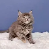 メインクーン【東京都・女の子・2023年10月15日・ブルークリームタビー】の写真2