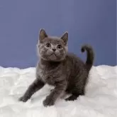 ブリティッシュショートヘア【東京都・男の子・2024年3月1日・ブルー】の写真3