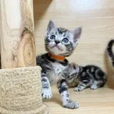 アメリカンショートヘア【東京都・男の子・2023年3月10日・シルバークラシックタビー】の写真4