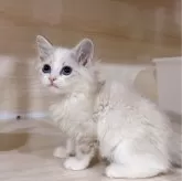 サイベリアン【東京都・女の子・2024年2月13日・ブルーリンクス&ホワイト】の写真5