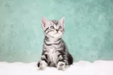 アメリカンショートヘア【東京都・男の子・2025年9月30日・シルバータビー】の写真10