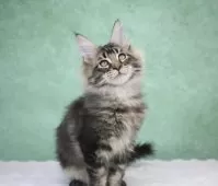 メインクーン【東京都・男の子・2025年8月14日・ブラウンタビー】の写真10