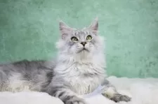 メインクーン【東京都・男の子・2025年6月1日・シルバータビー&ホワイト】の写真10