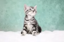 アメリカンショートヘア【東京都・男の子・2025年9月30日・シルバータビー】の写真11