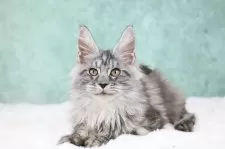 メインクーン【東京都・女の子・2025年7月26日・シルバータビー】の写真9