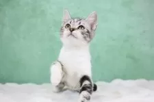 アメリカンショートヘア【東京都・女の子・2025年9月28日・シルバータビー&ホワイト(白手袋)】の写真11