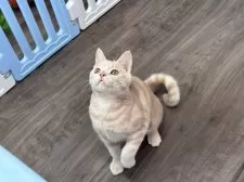 マンチカン(長足)【東京都・男の子・2025年4月8日・クリームタビー】の写真4