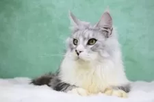 メインクーン【東京都・男の子・2025年6月1日・シルバータビー&ホワイト】の写真12