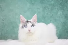 メインクーン【東京都・男の子・2025年4月15日・シルバータビー&ホワイト】の写真9