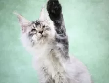 メインクーン【東京都・男の子・2025年8月14日・シルバータビー】の写真13