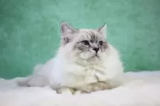 サイベリアン【東京都・男の子・2025年6月1日・リンクス&ホワイト】の写真4