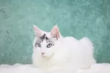 メインクーン【東京都・男の子・2025年4月15日・シルバータビー&ホワイト】の写真10