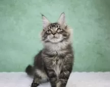 メインクーン【東京都・男の子・2025年8月14日・ブラウンタビー】の写真13