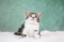 アメリカンショートヘア【東京都・女の子・2025年9月30日・ブラウンタビー&ホワイト】の写真13