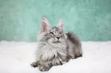 メインクーン【東京都・女の子・2025年7月26日・シルバータビー】の写真11