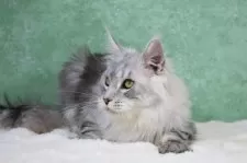 メインクーン【東京都・男の子・2025年6月1日・シルバータビー&ホワイト】の写真13