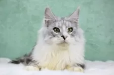 メインクーン【東京都・男の子・2025年6月1日・シルバータビー&ホワイト】の写真13